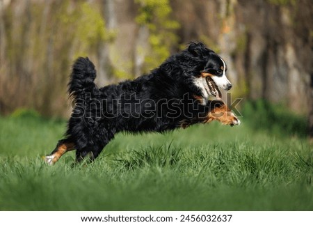 Image, Stock Photo Bernese Mountain Dog jumping. Top view