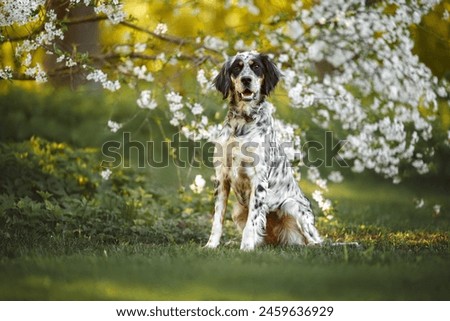 Similar – Image, Stock Photo Cute English Setter in countryside