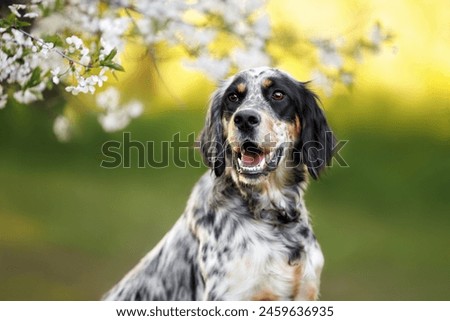 Image, Stock Photo Cute English Setter in countryside