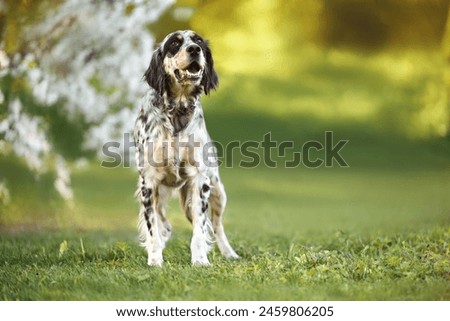Similar – Image, Stock Photo Cute English Setter in countryside