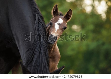 Similar – Image, Stock Photo Horse with little foal