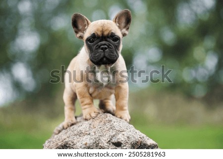 Foto Bild Französische Bulldogge auf einem Spaziergang