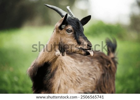 Similar – Image, Stock Photo Young goat Goats Animal