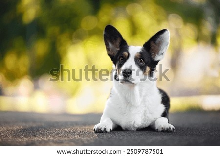 Similar – Image, Stock Photo Cute purebred dog lying on sofa