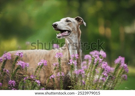 Similar – Foto Bild Windhund Hund 1 Tier