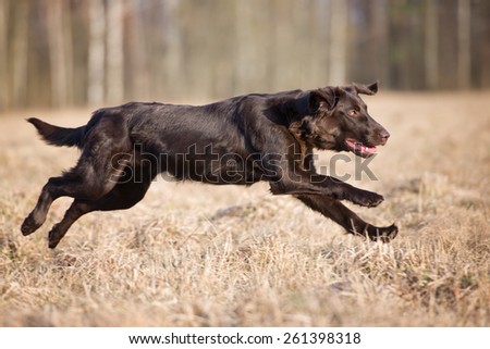 happy flat coated retriever dog in a jump