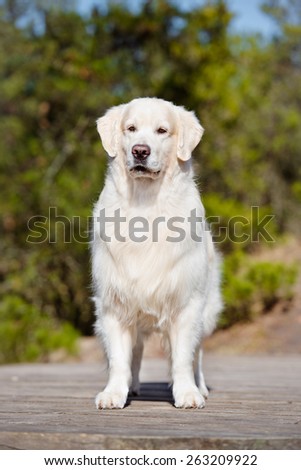 beautiful white golden retriever dog standing outdoors