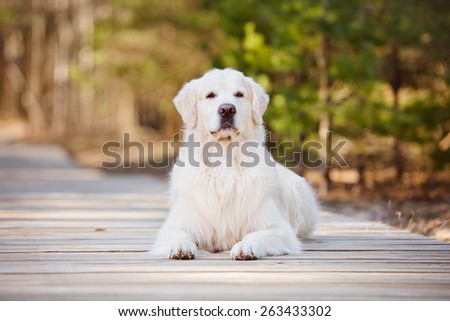 beautiful golden retriever dog lying down on a wooden road