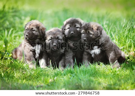 group of puppies on the grass