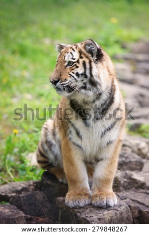 young amur tiger sitting