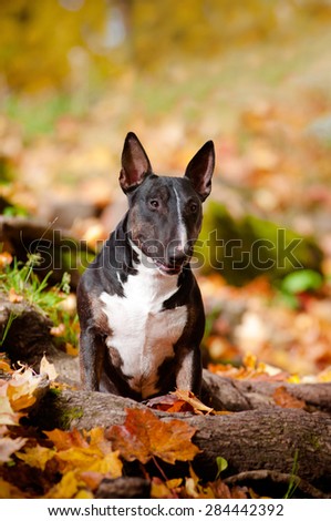 english bull terrier in autumn