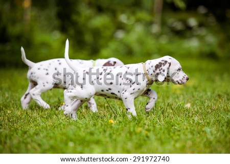two dalmatian puppies outdoors in summer