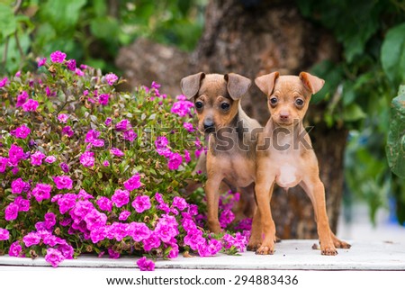 two russian toy terrier puppies outdoors in summer