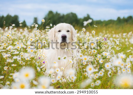 adorable golden retriever dog in a daisy field