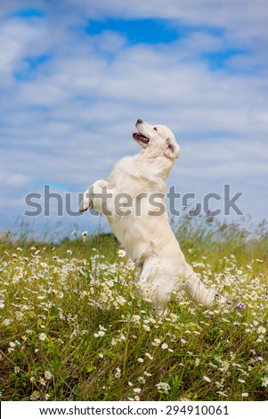 golden retriever dog jumps up on a daisy field