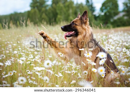 german shepherd dog with a paw in the air