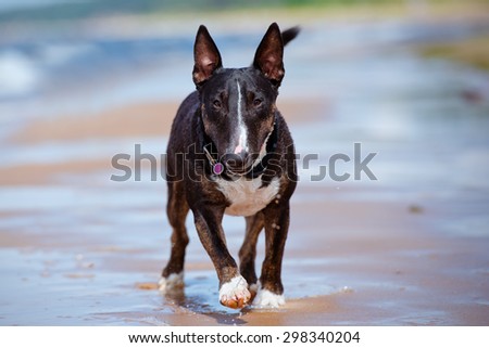 happy english bull terrier dog on the beach