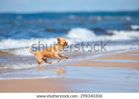 happy red chihuahua dog running on the beach