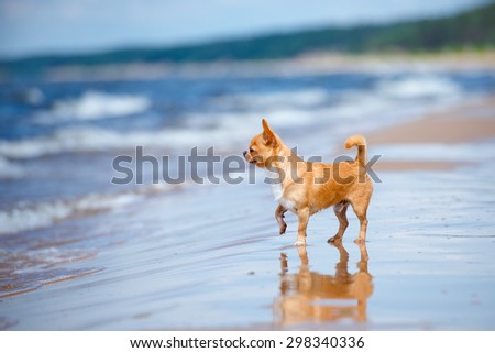 red chihuahua dog standing on the beach