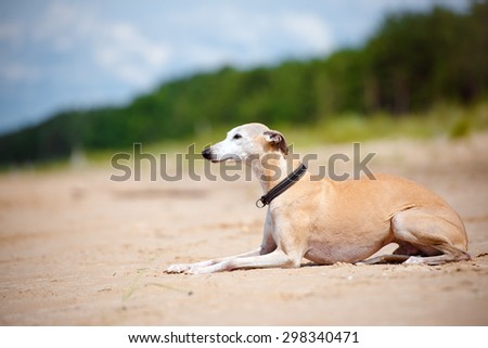 red whippet dog lying down on the beach