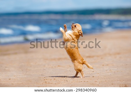 adorable chihuahua dog dancing on the beach