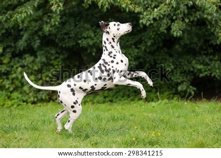 happy dalmatian dog jumps up