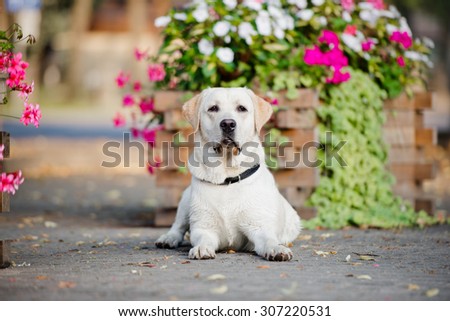 yellow labrador dog lying down in the park