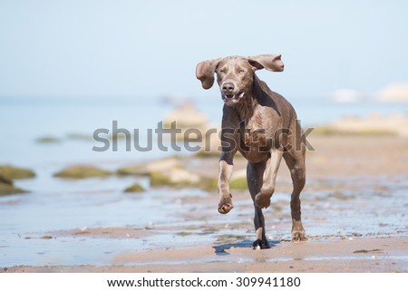 happy weimaraner dog running on the beach