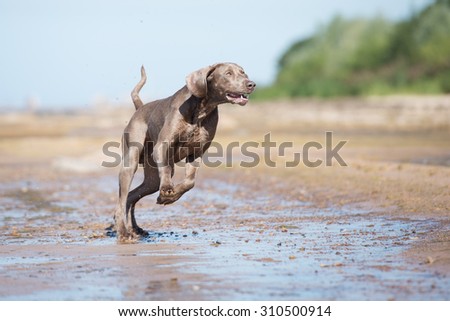 weimaraner dog running on the beach