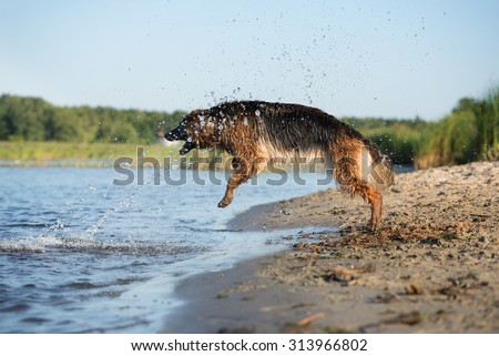 german shepherd dog jumps in the water