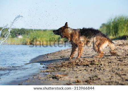 german shepherd dog shaking off on the beach
