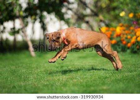happy ridgeback puppy jumping on grass