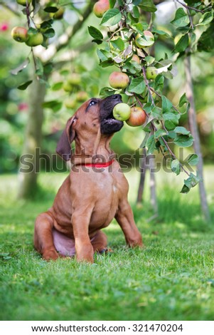 adorable red puppy biting an apple from a tree