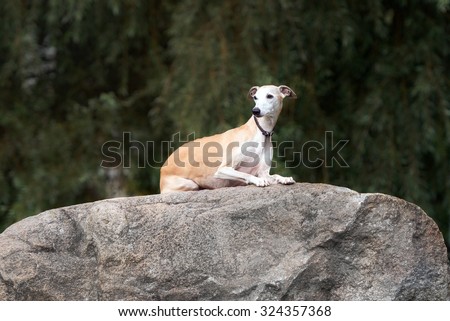 red whippet dog lying down on a rock