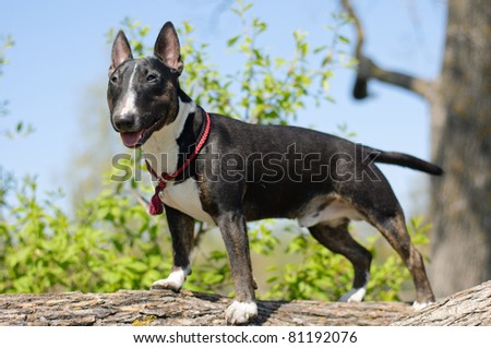 bull terrier standing on a tree
