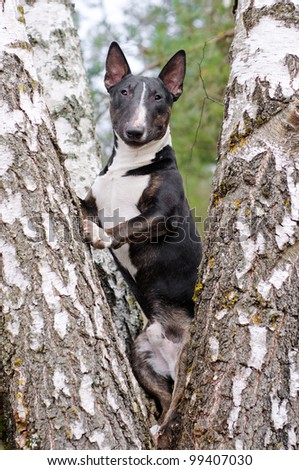 english bull terrier on a tree