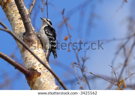 Female Downy Woodpecker bird in Silver Birch tree.  Males have a red crest on head.  Similar to a Hairy Woodpecker, with shorter beak.