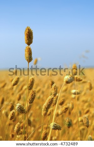 A commercial crop of canary seed, ready for harvest.  This crop is increasing in popularity with central Canadian farmers.