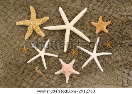 Different kinds and sizes of starfish and a seahorse on fishing net