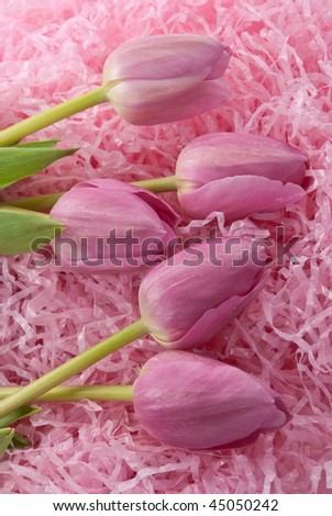 Easter tulips on pink