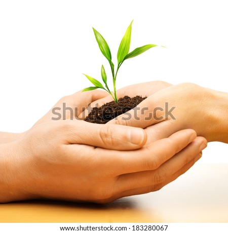 Human hands holding earth with plant sprout