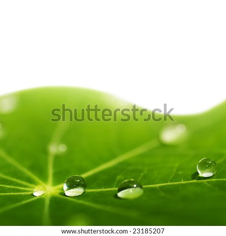Green Leaf