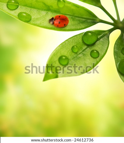 Similar – Image, Stock Photo Ladybug on green leaf