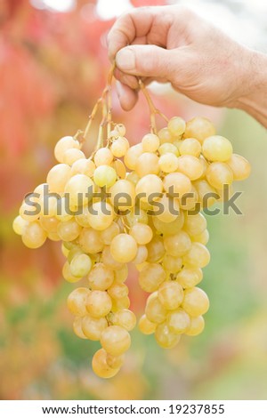 Human hand holding bunch of grapes