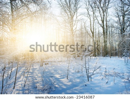 Winter forest scenic