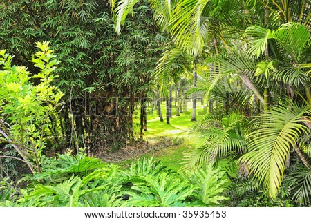 Picture Of A Tropical Forest Background Stock Photo 35935453 : Shutterstock
