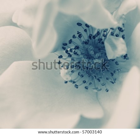 Close-up of a beautiful flower