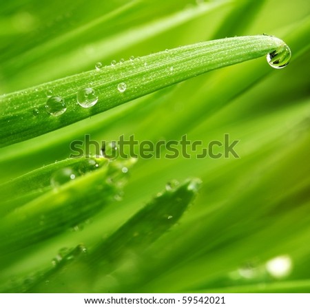 Fresh Green Grass With Water Drops On It Stock Photo 59542021 ...