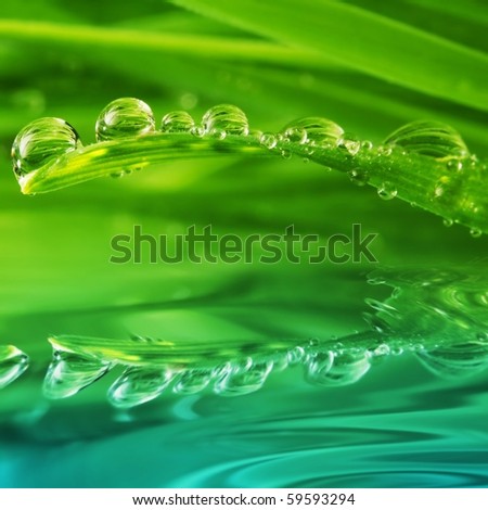 Fresh green grass with water drops on it reflected in water