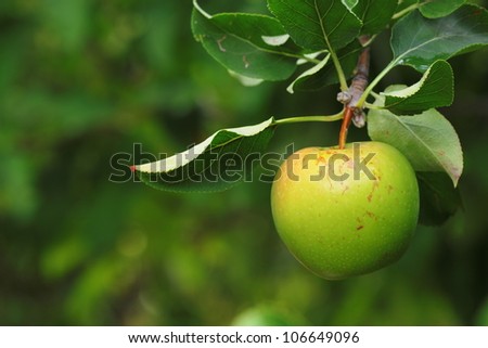 Natural organic green apple on tree with dark blurred background. 商業照片 © 